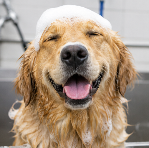 Dog freshly washed at a K9Wash dog wash
